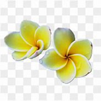 唯美好看鸡蛋花微信头像