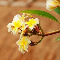 唯美好看鸡蛋花微信头像