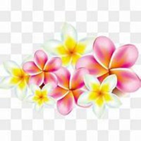 唯美好看鸡蛋花微信头像