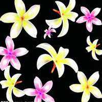 唯美好看鸡蛋花微信头像