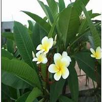 唯美好看鸡蛋花微信头像