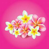 唯美好看鸡蛋花微信头像