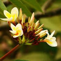 唯美好看鸡蛋花微信头像