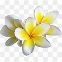 唯美好看鸡蛋花微信头像