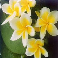 唯美好看鸡蛋花微信头像