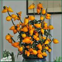 唯美好看黄金果微信头像