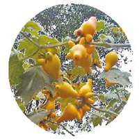 唯美好看黄金果微信头像