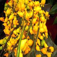 唯美好看黄金果微信头像