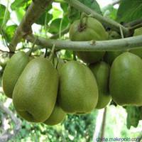 唯美好看黄金果微信头像