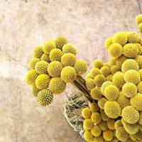 唯美好看黄金果微信头像