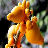 唯美好看黄金果微信头像