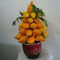 唯美好看黄金果微信头像