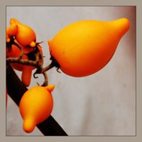 唯美好看黄金果微信头像