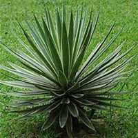 唯美好看龙舌兰微信头像