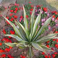 唯美好看龙舌兰微信头像