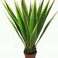 唯美好看龙舌兰微信头像