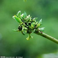 唯美好看龙舌兰微信头像