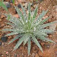 唯美好看龙舌兰微信头像