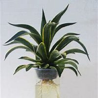 唯美好看龙舌兰微信头像