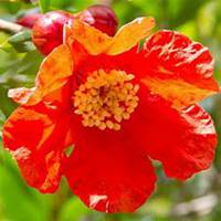 唯美高清石榴花头像