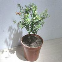 唯美高清石榴花头像