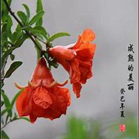 唯美高清石榴花头像