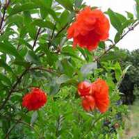 唯美高清石榴花头像