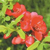 唯美高清石榴花头像