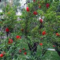 唯美高清石榴花头像