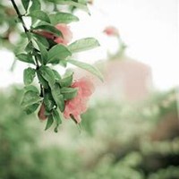 唯美高清石榴花头像