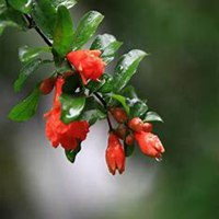 唯美高清石榴花头像