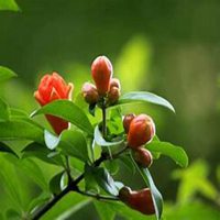 唯美高清石榴花头像