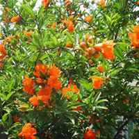 唯美高清石榴花头像