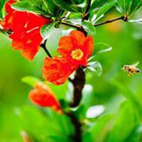 唯美高清石榴花头像