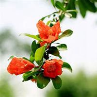 唯美高清石榴花头像