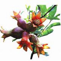 唯美高清石榴花头像