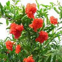 唯美高清石榴花头像