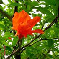 唯美高清石榴花头像