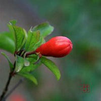 唯美高清石榴花头像