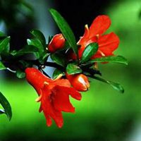 唯美高清石榴花头像