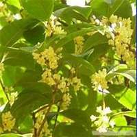 好看的头像桂花