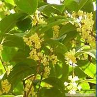 好看的头像桂花