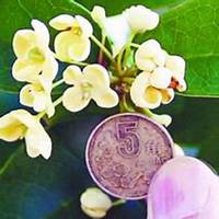 好看的头像桂花