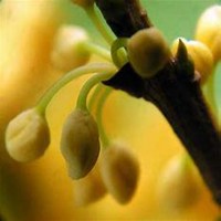 好看的头像桂花