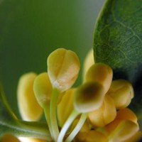 好看的头像桂花