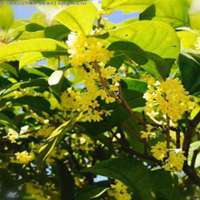 好看的头像桂花