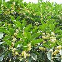 好看的头像桂花