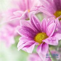 小菊花头像