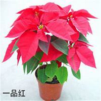 微信一品红头像_高清一品红花朵图片大全