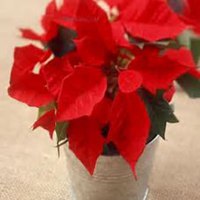 微信一品红头像_高清一品红花朵图片大全